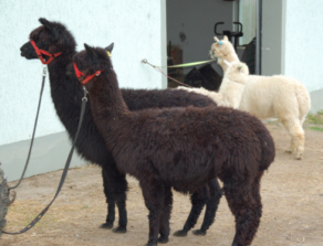 Mona, May, Baffy und Reni